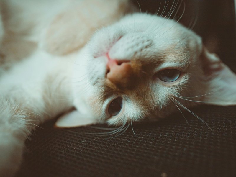 Purr wants new parent