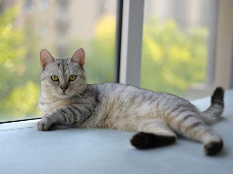 Purr wants new parent