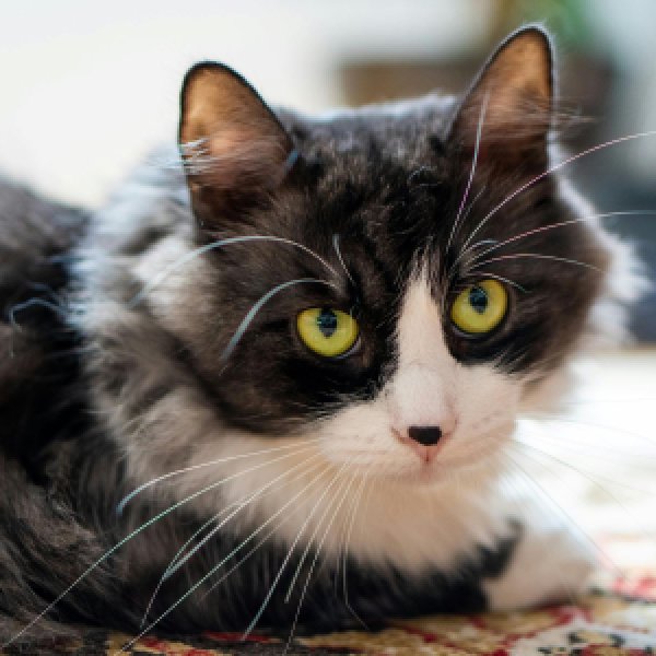 Royal Canin Adult Cat Food