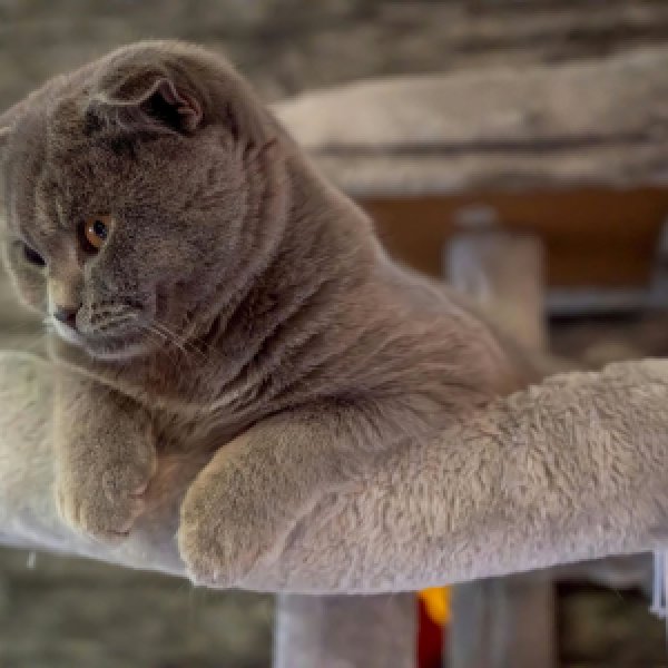 Royal Canin Adult Cat Food